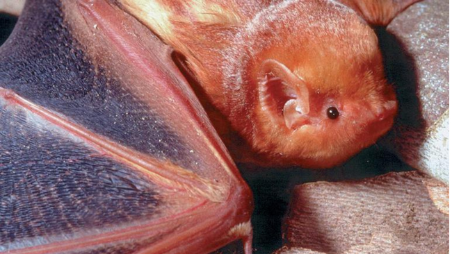 A red bat